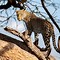 Image result for Cheetah Sleeping