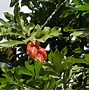 Image result for ackee jamaican history