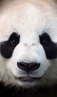 Image result for Panda Face Images