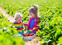 Image result for Pictures of Children Picking Strawberries