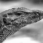 Image result for Monitor Lizard Species