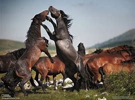Image result for Mammals Horses