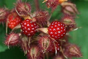 Image result for Rubus phoenicolasius