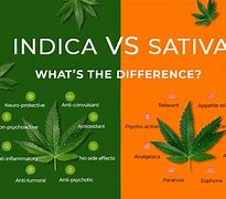 Image result for Indica vs Sativa Pen