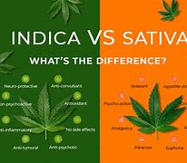 Image result for Indica vs Sativa for Euphoria