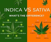 Image result for Indica vs Sativa Body Head High
