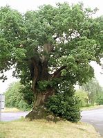Image result for Trees in Torfaen