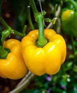 Image result for Yellow Peppers