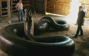 Image result for World's Largest Anaconda Found