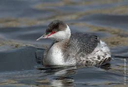 Image result for Podiceps auritus