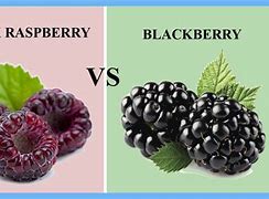 Image result for BlackBerry vs Black Cap