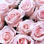 Image result for Light Pink Rose Flower