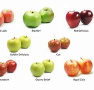 Image result for Apple Breeds