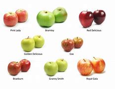 Image result for Different Apple Types Fruit