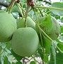 Image result for African Marula Fruit