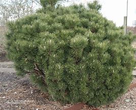 Image result for Pinus mugo Miniglobus