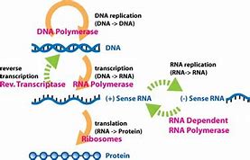 Image result for cDNA gDNA