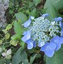 Image result for HYDRANGEA MACR. EARLY BLUE