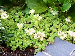 Image result for Sedum spurium Album