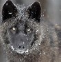 Image result for Wolves