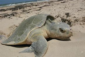 Image result for Largest Sea Turtle Nesting Area in World