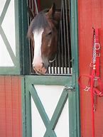 Image result for Clever Stall Bridle Hooks