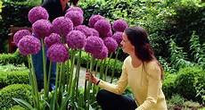 fiori a palla viola tutti i nomi dei fiori bulbi nomi fiori fiori a palla viola tutti i nomi dei fiori bulbi nomi fiori