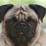 Image result for Pug Funny Face