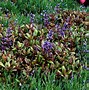 Image result for Ajuga reptans Blueberry Muffin