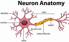 Image result for Neuron Parts Labeled