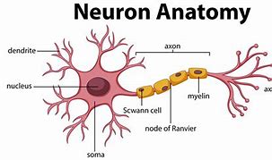 Image result for Neuron and Universe