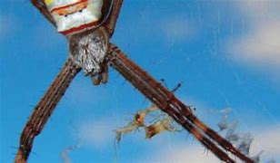 Image result for Show Me the Biggest Spider in the World