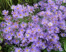 Aster amellus Blue King に対する画像結果