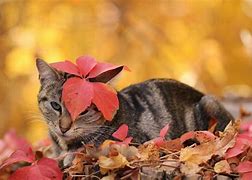 Image result for Autumn Cat PFP