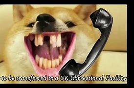 Image result for British Doge Meme