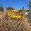 Image result for Barrel Cactus Mojave Desert