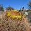 Image result for Desert Cacti