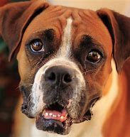 Image result for Boxer Breed