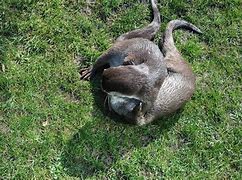 Image result for 4S Otter