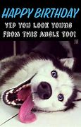 Image result for Funny Happy Birthday Husky