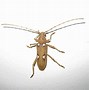Image result for Jonathan Ivy Beetle