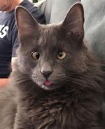 Image result for Best Cat Ever