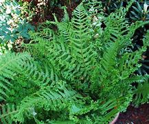 Image result for Dryopteris affinis Cristata the King