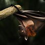 Image result for Cute Bat Black and White