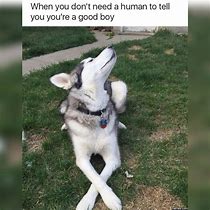 Image result for Clean Dank Dog Memes