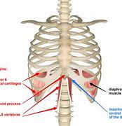 Image result for Weak Diaphragm Muscle