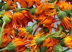 Image result for Calendula Raw Honey