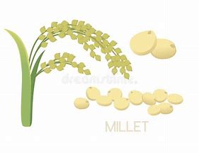 Image result for Millet Grain Vector