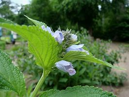 Image result for Nepeta subsessilis