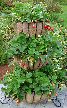 vasi per fragole vendita consigli per coltivare fragole a casa vasi per fragole vendita consigli per coltivare fragole a casa
